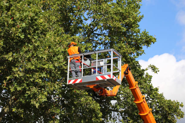 Best Tree Maintenance Programs  in Oli, PA